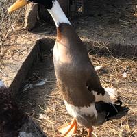 Giovane maschio anatra