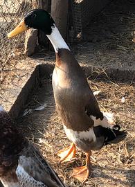 Giovane maschio anatra