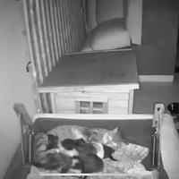 Piccoli gattini