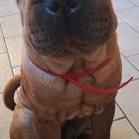 Sharpei