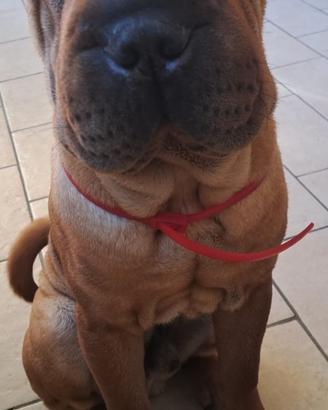Sharpei