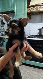 Mix pincher meticcia