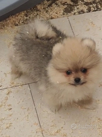 Spitz di pomerania femmina Salerno