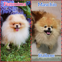 COPPIA Volpino Pomerania PEDIGREE per RIPRODUZIONE