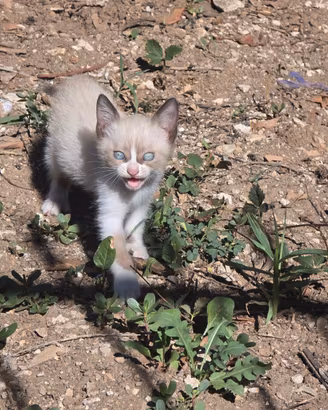 Gatti simil Siamesi / colorpoint occhi azzurri