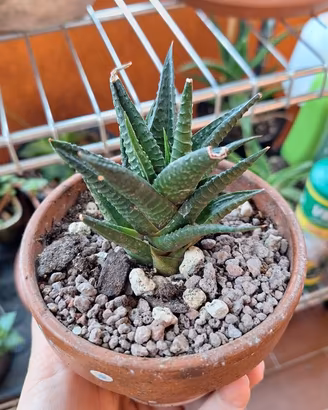 Pianta grassa