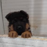 Cucciolissimi di pastore tedesco