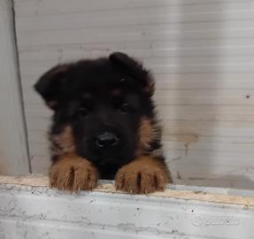 Cucciolissimi di pastore tedesco