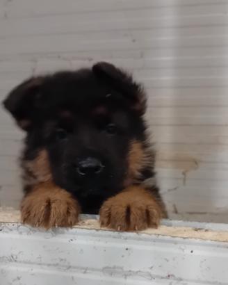 Cucciolissimi di pastore tedesco