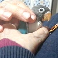 Inseparabili mascherati (Agapornis personatus)