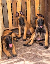 Pastore belga malinois cucciolo 3 mesi