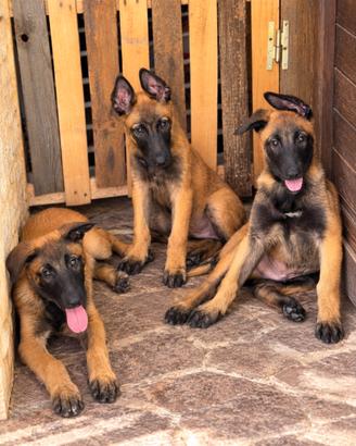 Pastore belga malinois cucciolo 3 mesi