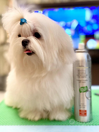 Maltese maschio disponibile per accoppiamento