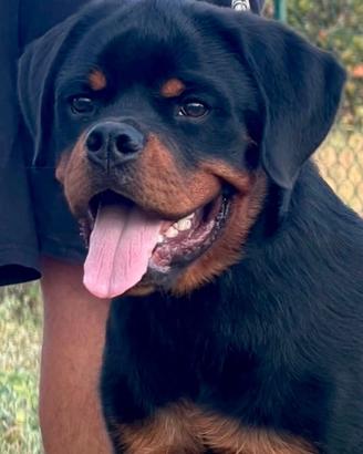 Cucciolone maschio Rottweiler 7 mesi