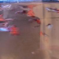 Guppy varie età maschi e femmina