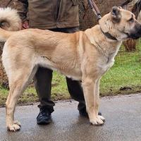 Magnifici cuccioli di pastore Kangal (Anatolia)=