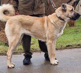 Magnifici cuccioli di pastore Kangal (Anatolia)=