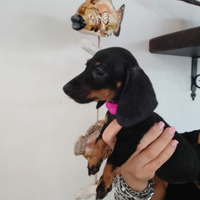Cuccioli bassotto tedesco nano