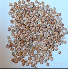 Lotto 450 Occhi di Santa lucia pietra per collane