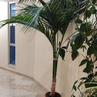 Kenzia gigante alta 3 metri