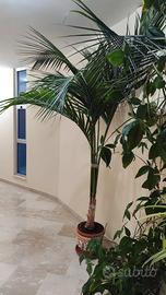 Kenzia gigante alta 3 metri