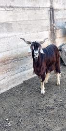 Capra Becco
