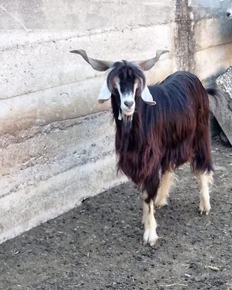 Capra Becco