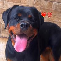 Cuccioloni di Rottwailer