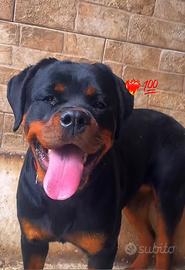Cuccioloni di Rottwailer