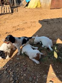 Cuccioli di English Setter
