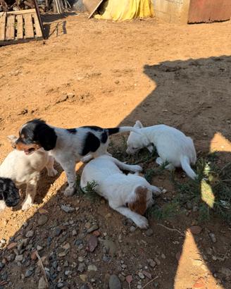 Cuccioli di English Setter