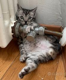 Bengala cuccioli con pedigree