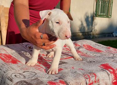 Cucciola di bull terrier standard