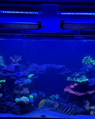 Acquario AquaMedic Armatus 300 + accessori