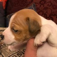 Cuccioli di jimck russel