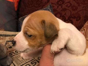 Cuccioli di jimck russel