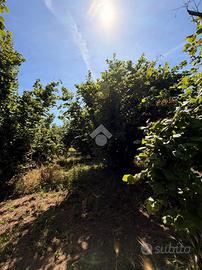 TER. AGRICOLO A GALLESE