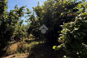 TER. AGRICOLO A GALLESE