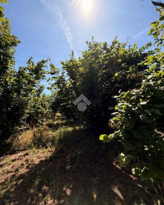 TER. AGRICOLO A GALLESE