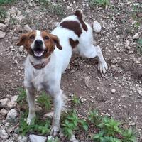 Cane razza Breton