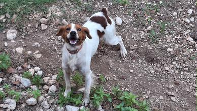 Cane razza Breton