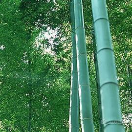 Giard Bambù, Gigante, Moso (Phyllostachys edulis)