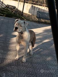 Pitbull