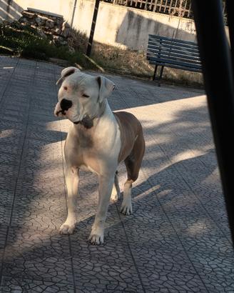 Pitbull