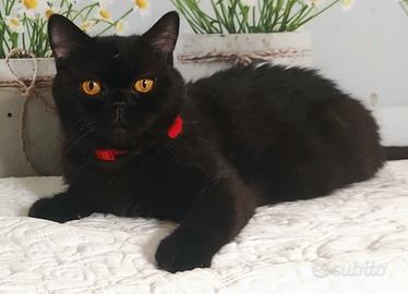 British Shorthair  Glora