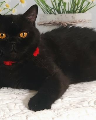 British Shorthair  Glora