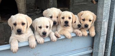 Cuccioli di Labrador miele