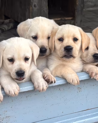 Cuccioli di Labrador miele