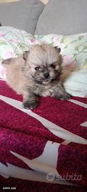 Spitz Pomerania NANO