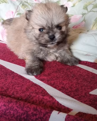 Spitz Pomerania NANO